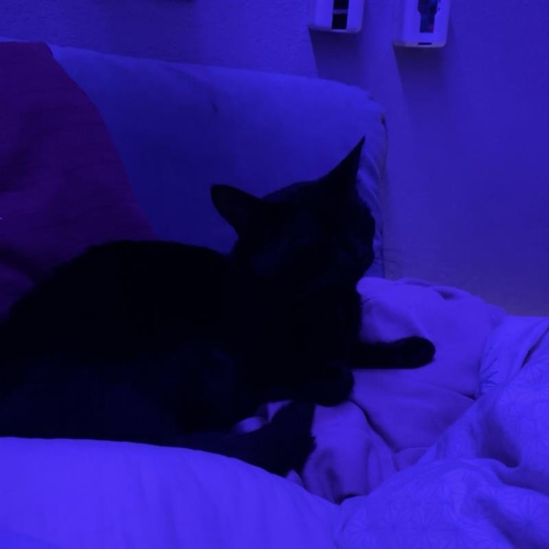 Katze