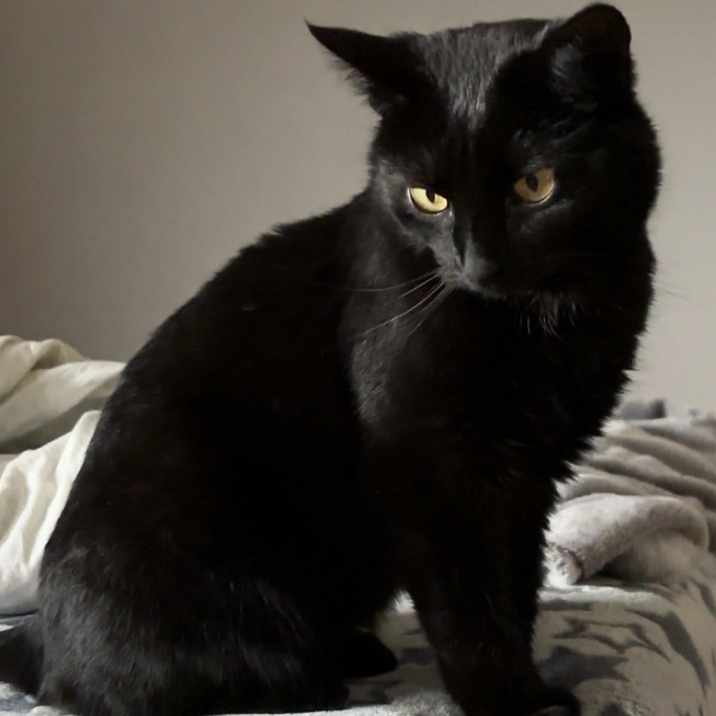 Katze